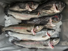 クロソイの釣果