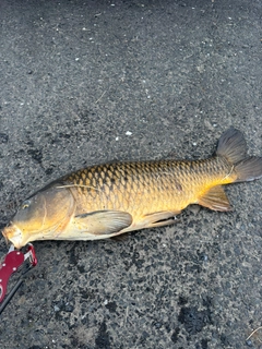コイの釣果
