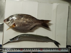 サヨリの釣果