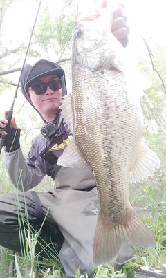 ブラックバスの釣果