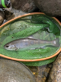 ヤマメの釣果