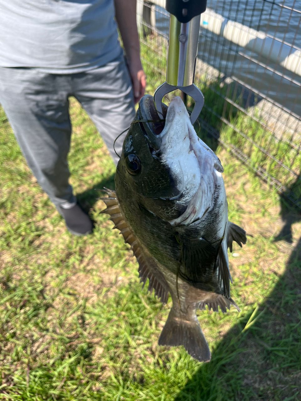 AbuGarcia エラディケーターベイトフィネス カスタムエアーの最安値