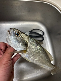 イシモチの釣果