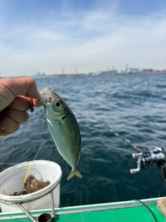 マアジの釣果
