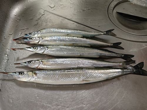 サヨリの釣果