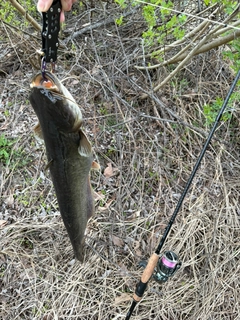 ナマズの釣果