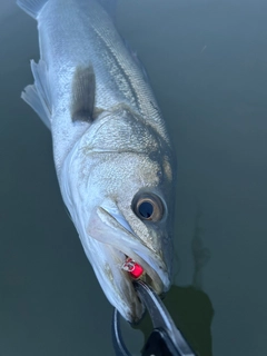 フッコ（マルスズキ）の釣果