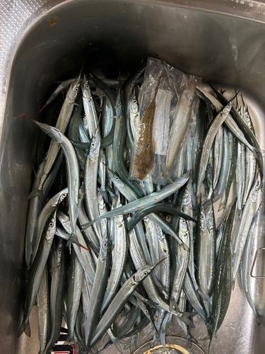 サヨリの釣果