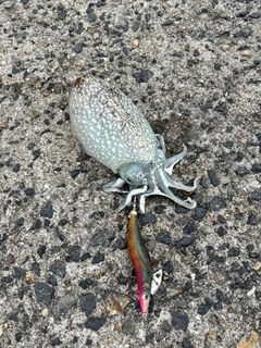 シリヤケイカの釣果
