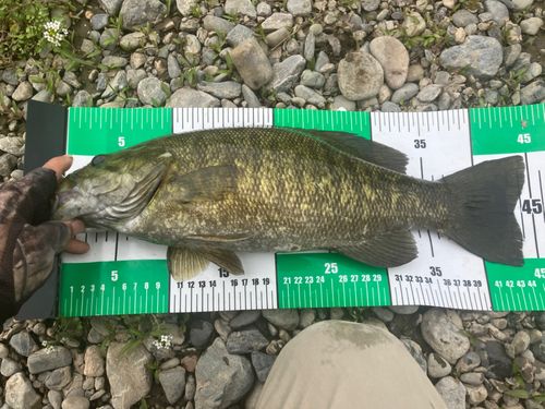 スモールマウスバスの釣果