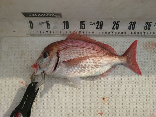 チダイの釣果