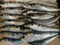 マイワシの釣果