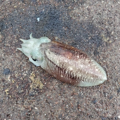 コウイカの釣果
