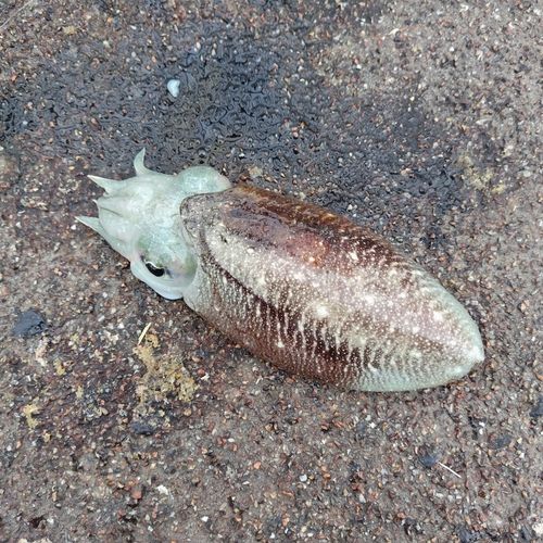 コウイカの釣果