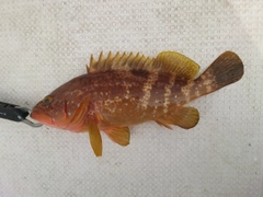 キジハタの釣果