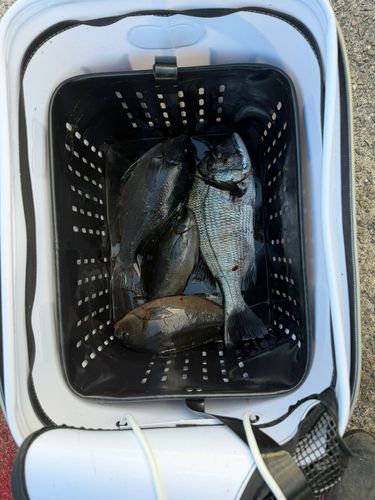 クチブトグレの釣果