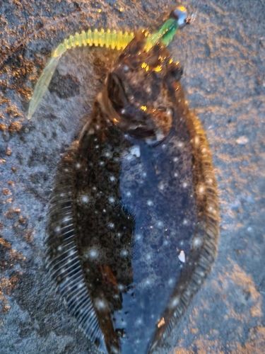ソイの釣果