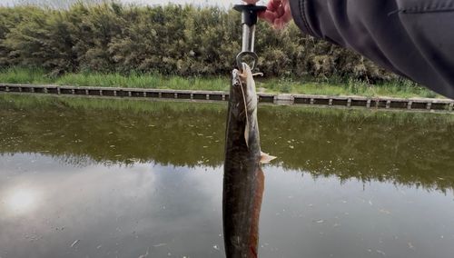 ナマズの釣果