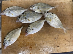 ヒイラギの釣果