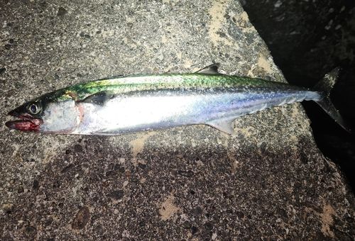 サゴシの釣果