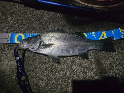 ヒラスズキの釣果