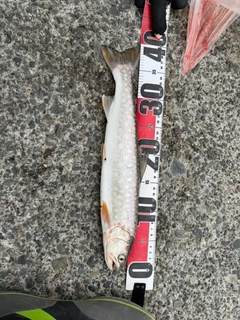 アメマスの釣果