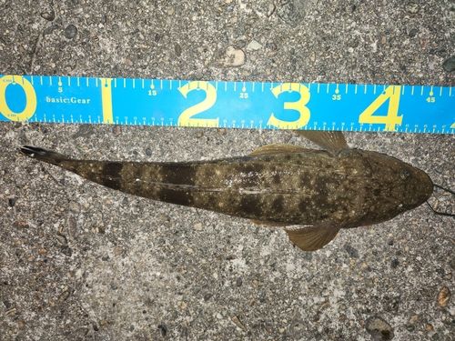 マゴチの釣果