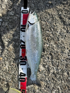 サクラマスの釣果