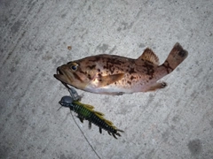 アイナメの釣果