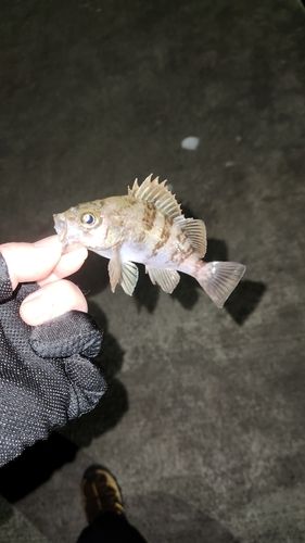 メバルの釣果