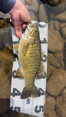 スモールマウスバスの釣果