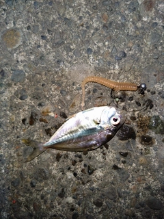ヒイラギの釣果