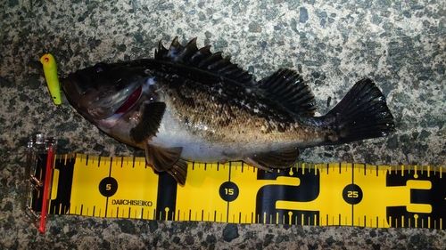 クロソイの釣果