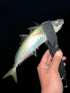 マルアジの釣果