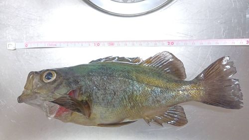 クロメバルの釣果