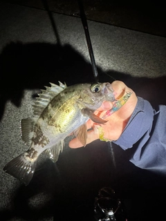 シロメバルの釣果