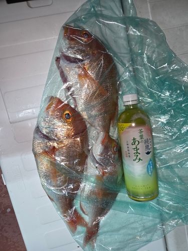 レンコダイの釣果