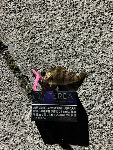 メバルの釣果