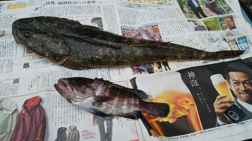 マゴチの釣果