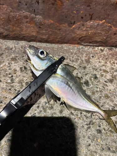 マアジの釣果
