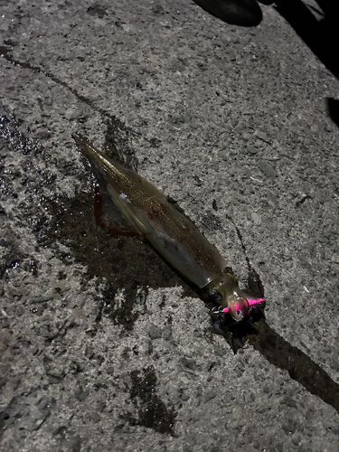 ヤリイカの釣果