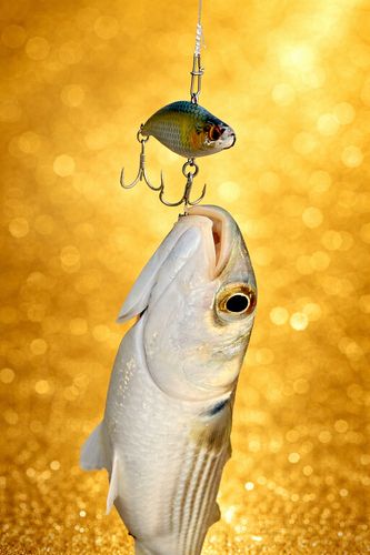 ボラの釣果