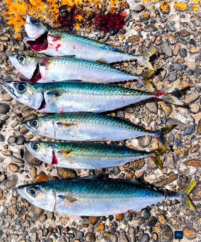 サバの釣果