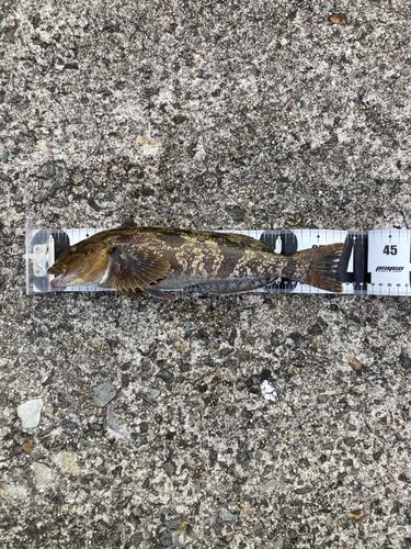 アイナメの釣果