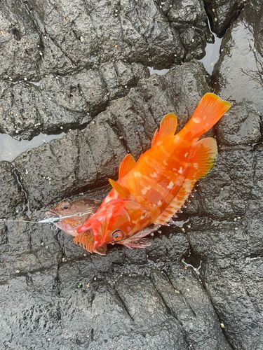 アカハタの釣果