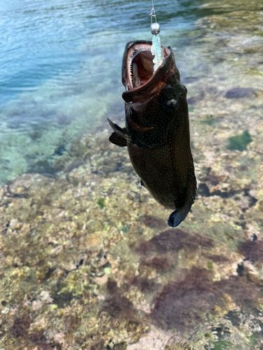 アオノメハタの釣果