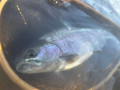 ニジマスの釣果