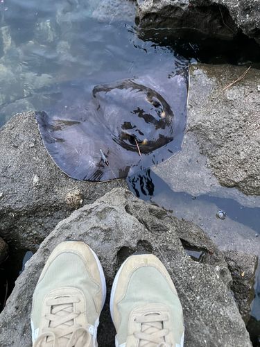 アカエイの釣果
