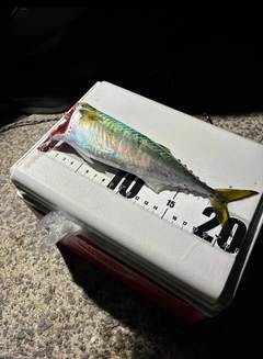 サバの釣果