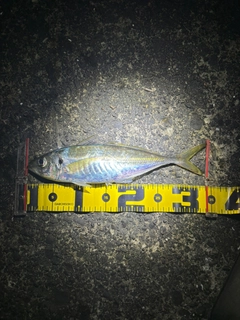 マアジの釣果